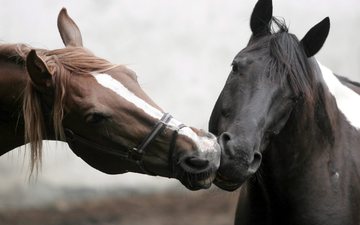 морда, лошадь, фото, лошади, нежность, забота, грива, поцелуй, красивое, две, дюбовь, целуются