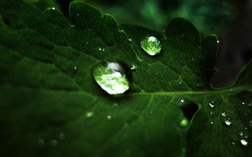 капли, лист, macro droplets
