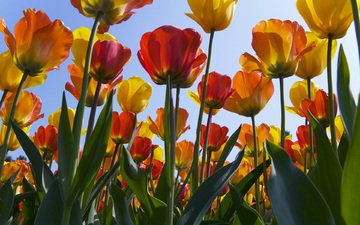 цветы, весна, тюльпан, нидерланды