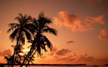 закат, пальмы, отпуск