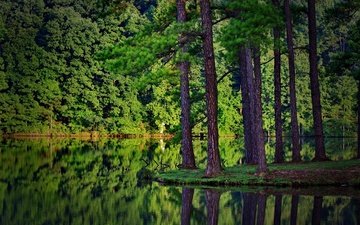 деревья, река, природа, лес, ели, отражение в воде