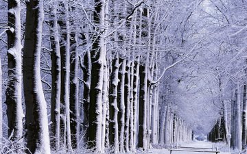 дорога, деревья, снег, природа, обои, лес, зима, настроение, фото, настроения, дороги, парки, аллея, зимние, аллеи
