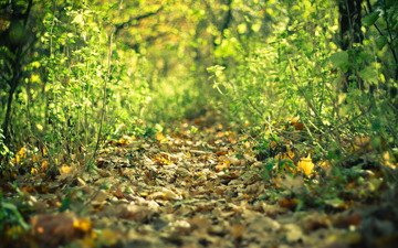 лес, листья, осень, тропа
