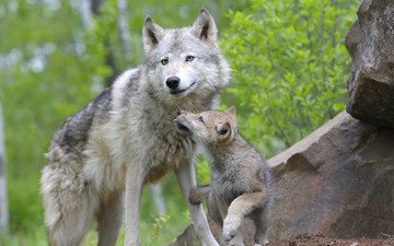 лес, семья, волки, волк, волчица, волчья, волчонок