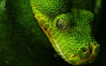 зелёный, черный, змея, глаз