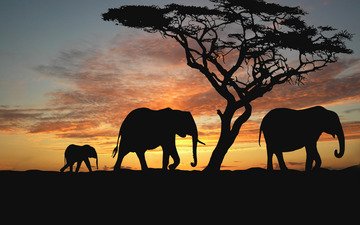 деревья, вечер, животные, закат солнца, африка, слоны, саванна, nature animals wallpapers