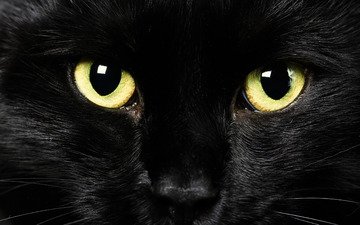 глаза, фон, взгляд, черный кот, крупным планом