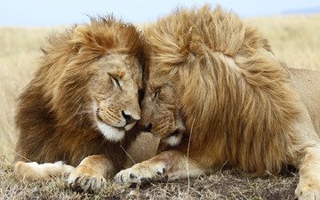 любовь, львы, лев, хищники, львица