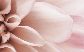 макро, цветок, лепестки, розовый, нежность