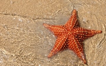 песок, морская, звезда, океан