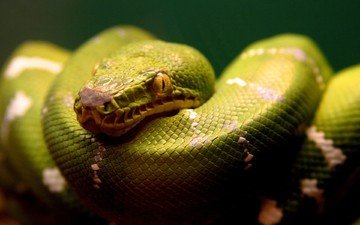 зелёный, змея, рептилия, пресмыкающиеся