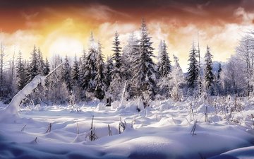 небо, снег, лес, зима, цвет, елки