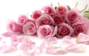 цветы, бутоны, розы, лепестки, букет, розовый
