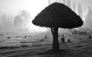 свет, дерево, кладбище, чёрно-белый