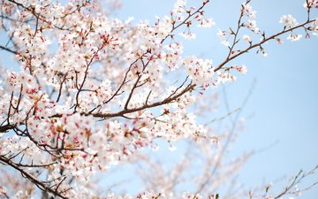 дерево, цветение, весна