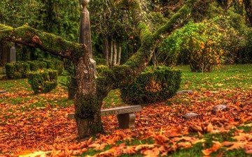 дерево, листья, осень, кладбище, памятники