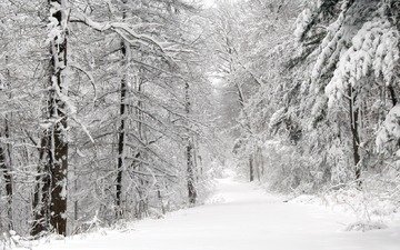 дорога, деревья, снег