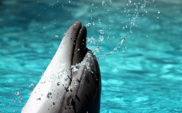 вода, брызги, дельфин