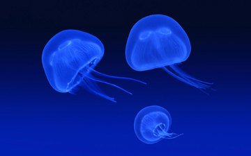 синий, море, свечение, медузы, подводный мир