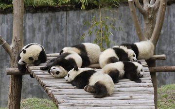 природа, животные, мишки, панды, бамбуковые мишки, большая панда