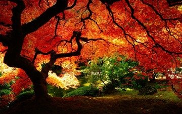 природа, осень, сад, красно, желтые листья