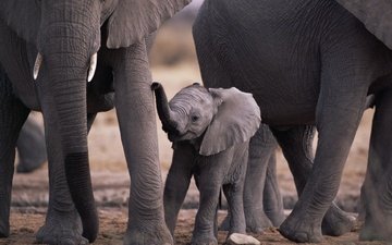 природа, животные, мама, малыш, слоны, слоненок, животно е, слоники