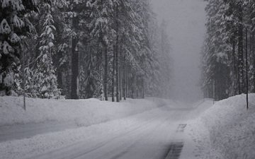 дорога, снег, зима, ельник