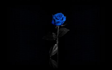 сетка, черный фон, синяя роза