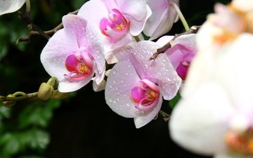 цветы, макро, крым, орхидеи, cvety, krym, orxidei