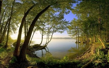 деревья, озеро, берег