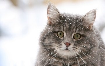 обои, зима, снежинки, кошка
