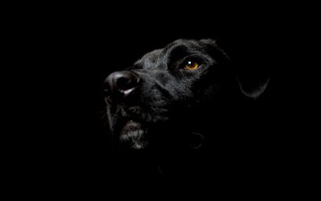 мордочка, взгляд, собака, черный фон, глаз, морда в тени, пятак, лабрадор ретривер