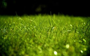 трава, зелень, газон