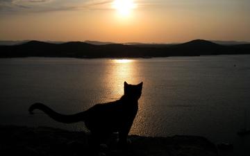 вечер, озеро, кошка, хвост