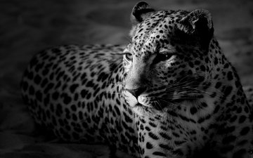 морда, леопард, черно-белые обои