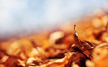 листья, макро, осень, лестопад