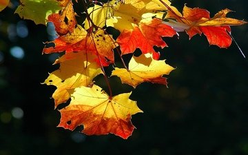 листва, осень, лист