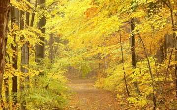 лес, листья, осень