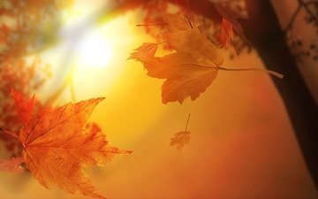 солнце, листья, листва, кленовый лист