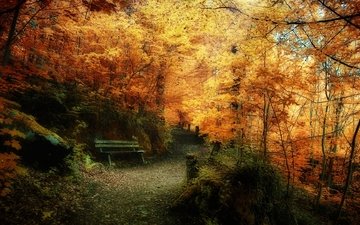 лес, листва, осень, скамейка, жёлтая