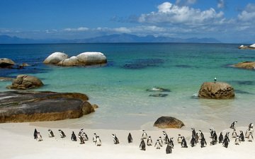 берег, море, пингвины
