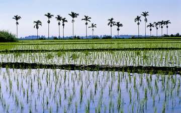 вода, поле, пальма, рис, плантанции