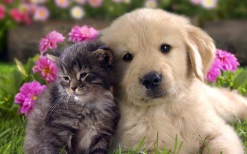 цветы, кошка, котенок, собака, щенок, друзья, лабрадор