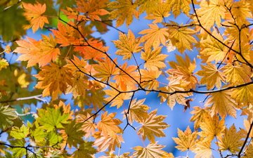 листья, ветки, вид, осень, желтые, снизу, autumn lifs