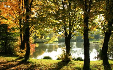деревья, озеро, отражения, осень, забор, солнечный свет, золотая листва