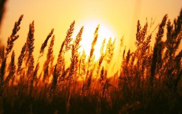 трава, солнце, природа, поле, рассвет, колоски