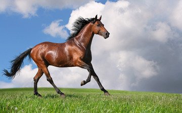 лошадь, трава, конь, грива