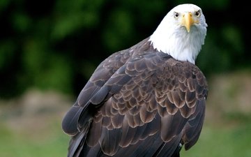 орел, птица, клюв, перья, белоголовый орлан