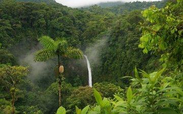 водопад, пальма, тропики, джунгли