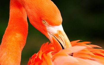 фламинго, птица, перья